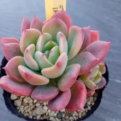 chiko様 リクエスト ５点 まとめ商品