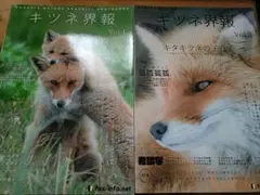 キツネ　写真集　キツネ界報
