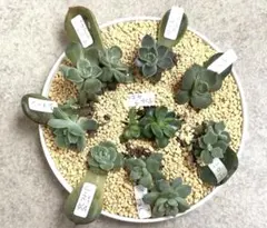 葉挿しから発根発芽済みベビー苗セット　8品種　韓国苗含む　寄せ植え