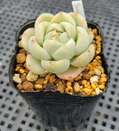 205☘️2年間管理株☘️タグ付☘️超レア☘️⭐️BELCHERI⭐PINK ICE系