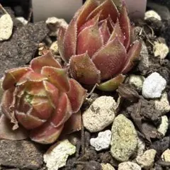 Pacific Wicks Bloom 2つ センペルビウム 多肉植物 濃い紫 - メルカリ