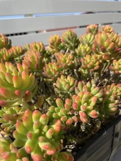 ふぅ～様 リクエスト 2点 まとめ商品