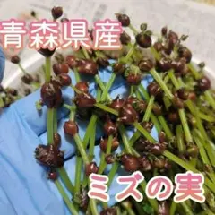 青森県産 ミズのコブ ミズの実 - メルカリ