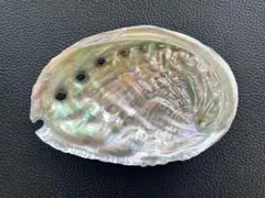 アワビ貝殻 磨き アバロンシェル No.47