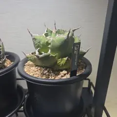 2026年最新】スーパーチタノタの人気アイテム - メルカリ