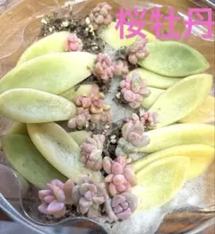 多肉植物　桜牡丹　葉挿し　１５枚　Ｂのサムネイル