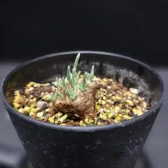 2026年最新】AVONIAの人気アイテム - メルカリ