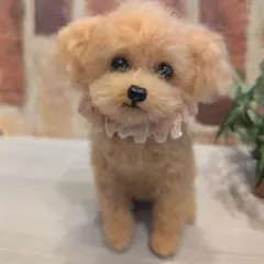 トイプードル♡アプリコット