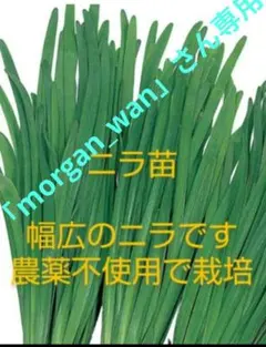 「morgan_wan」さん専用　ニラ苗 幅広ニラ 農薬不使用