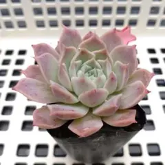 yamalove様 リクエスト 3点 まとめ商品