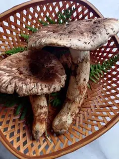 長野県南信州産‼️松茸 極上123g 11/11朝採れ 2025年最新】種類：