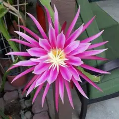 2026年最新】コニーマイヤーのなえの人気アイテム - メルカリ