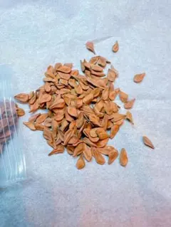 2025年最新】パキポディウム レアリーの人気アイテム - メルカリ