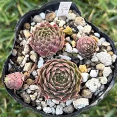 送料無料！ 再出品セール！ラスト！！センペルビウム72種セット【s029】 (ジョビバルバ4種、当園育種4種、斑入品種2種入り)　多肉植物　 2025年最新センペルヴィウムの人気アイテム - メルカリ