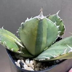 アガベ チタノタ 雪世界 Agave Titanota - メルカリ