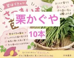 2026年最新】さつまいも苗 無農薬の人気アイテム - メルカリ