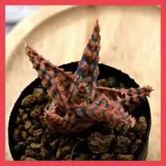 2026年最新】アロエハイブリッドの人気アイテム - メルカリ