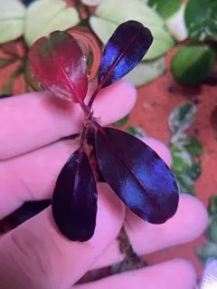 2025年最新】bucephalandra sp blueの人気アイテム - メルカリ