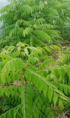 カレーリーフ（カレーノキ）実付き 約5年物 | curry leaves カレーリーフ（カレーノキ）実付き 約5年物 | curry leaves - メルカリ