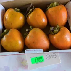 ⑤秋田県産 　蜂屋柿 渋柿　不揃い LL〜Lサイズ6個入　干し柿(吊し柿)用