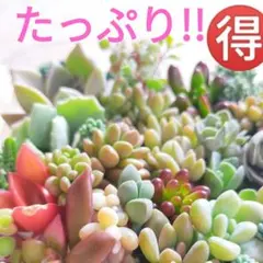 多肉植物 カット苗 たっぷり!! 寄せ植え詰め合わせ ラブリーローズなど ①