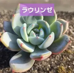 おらいさん苗】リンゼアナ×ざわわ☆札なし - メルカリ