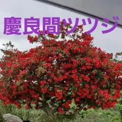 慶良間ツツジ　満開中　挿し穂３本プラスαのサムネイル