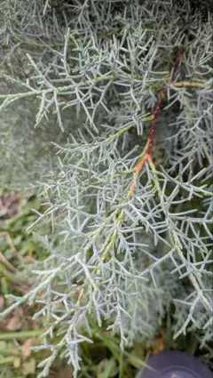 ✨️BLACK FRIDAY✨️ナチュラルスワッグの材料SALE