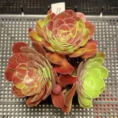 99#植物アエオニウム錦❤️サラダボール中斑錦❤️韶華❤️1大頭3小頭