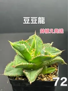 2025年最新】豆豆龍 アガベの人気アイテム - メルカリ