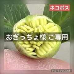 おぎっちょ　クリスマスローズ　種子 ひなっち様 ご専用□今季採取 クリスマスローズ 種子 - メルカリ