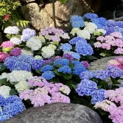専用です