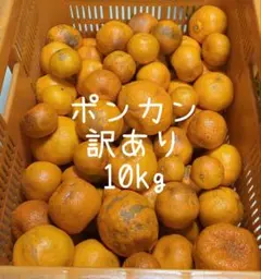 74愛媛県産 太田ポンカン ぽんかん 訳あり 10㎏
