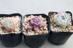 エケベリア3品種セット「白月影&MissJin &ラノリンボール」