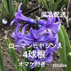 2026年最新】ローマン ヒヤシンスの人気アイテム - メルカリ