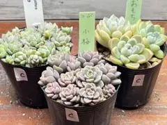 2026年最新】プロリフェラの人気アイテム - メルカリ