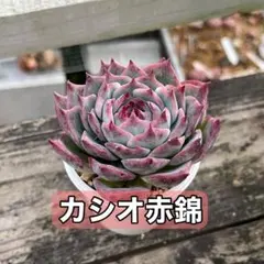 2025年最新】カシオ赤錦の人気アイテム - メルカリ