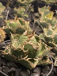 【大きめ子株②】チタノタ Lize産 皇冠 検）ブツブツ、スタッズ、麻花龍、冰雹 アガベ・チタノタ 皇冠(台湾Lize産)-006｜agave titanota Crown |