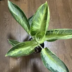 koukinkin様 リクエスト 4点 まとめ商品