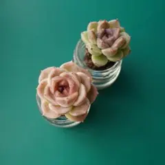 【人気セット】エケベリア｜ウェルス＋パープルクリスタル｜2苗｜3〜4cm