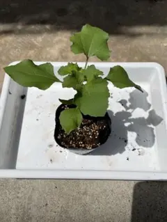 オナモミ(在来種)苗木のサムネイル