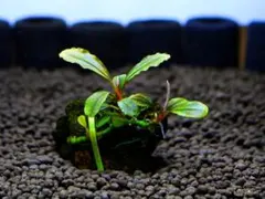 2026年最新】ブセファランドラ クダガンの人気アイテム - メルカリ