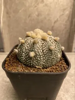 2025年最新】サボテン白兜の人気アイテム - メルカリ