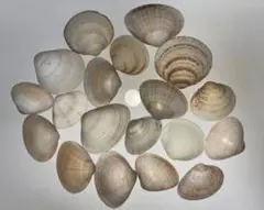 白い貝殻 約20個セット93