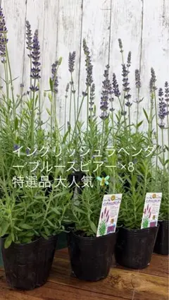 2026年最新】ラベンダー 鉢植えの人気アイテム - メルカリ