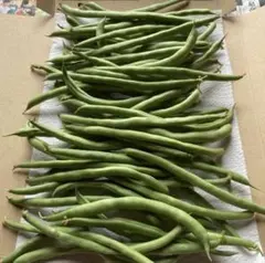 野菜　いんげんのサムネイル