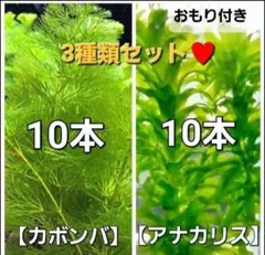 3種類　カボンバ　アナカリス　アマゾンフロッグピット♥ミリオフィラム追加可能のサムネイル