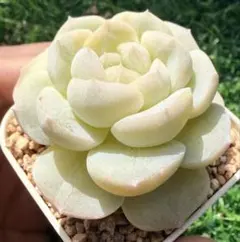 な*ち様 新入荷　スノーバラ　エケベリア　多肉植物　メセン　I苗