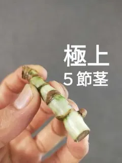 【C7】斑入りモンステラ ホワイトタイガー カット茎 成長点5つのサムネイル