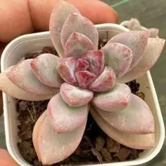 ピンクトルマリン様 リクエスト 2点 まとめ商品